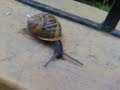 Me mordio un caracol!! (A bad ass snail!)