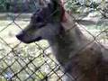 Czechoslovakian wolfdog VS Canis Lupus Lupus