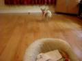 Tiny Chihuahua Teacup- Princessa nasza kochana