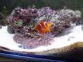 Maroon anemonefish feeding their anemone