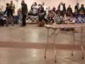 Tibetian Terrier Roxy at Junior Showmanship ( Dog Show )