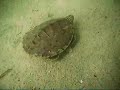 Mud Puppy