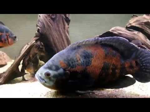 cichlid - Giant oscar cichlid. Astronotus ocellatus. 1.1 kg. 34 cm. 13.5