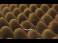 Dassive Vocal Deep House Mix