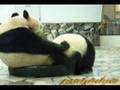 videos de Twin Panda Cub 双子の子パンダ　愛浜・明浜