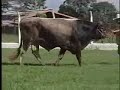 Touro ATabchoury, da raça Pardo Suíço, da Bateria de Touros da Lagoa!