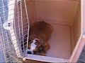 Phoebe in her crate