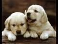 videos de To Jill and Lucky