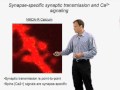 Karel Svoboda () Part 2: Plasticity And Signaling Of Single Synapses