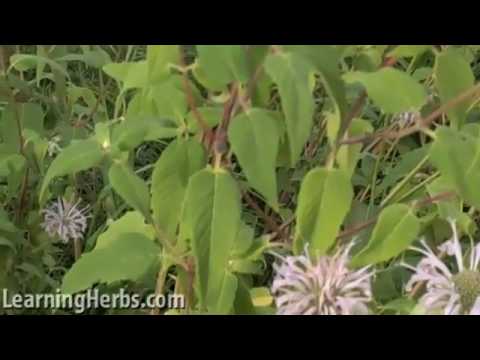 how to harvest use bee balm