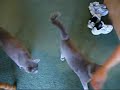 Reggie the cat fetches.