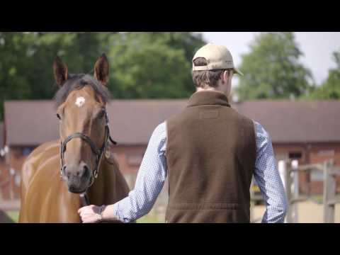 Tattersalls July Sale Day 3 Video Review 2016