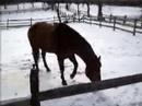 Horse Romp In The Snow