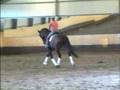dressage Amiral Danone Morris C dressyr dressyrstigberg häst