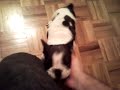 Cachorro de BullDog Frances 1 mes y medio Cachorro de BullDog Frances 1 mes y medio