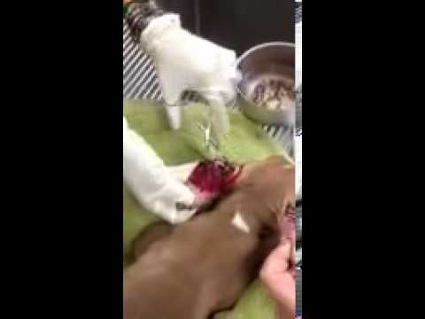 Ticks overflowing out of 8 week olds ears being removed.
