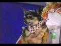 Hugi (Vizsla) & Agi on Pet Star