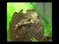 tiger-shrimp-grazing-on-a-leaf.html