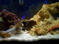 Octopus eating a shrimp