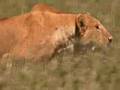 Lioness hunt