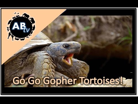 YouTube reptile video