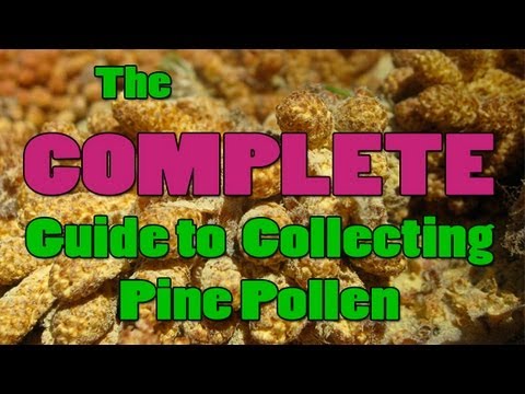 how to harvest pine pollen