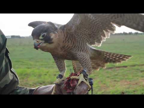 Falcon Farm: La falconeria nel Salento