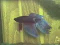 Betta Splender Betta Splender