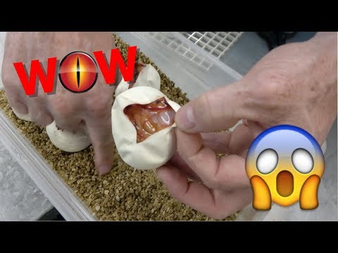 YouTube reptile video
