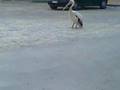 Strano uccello a Ascoli Piceno-Monticelli