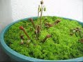 plante carnivore darlingtonia fleurs sphaigne