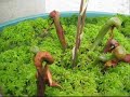 plante carnivore darlingtonia fleurs sphaigne