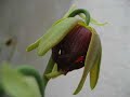 plante carnivore darlingtonia fleurs sphaigne