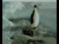 antarctica-funny-penguin.html