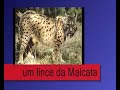 Aborto e ecologia