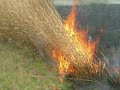 Click here to watch this video Switchgrass Burn 2