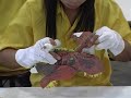 \"Encyclopedia Prehistorica: Dinosaurs\" Production in China