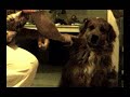 Pumba Dog Tricks- NEIGHBORHood1o1