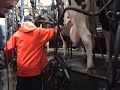 Milking cows in 16x16 De-Laval herringbone parlor Milking cows in 16x16 De-Laval herringbone parlor