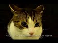 MEOWARCHY II: Cats of Havoc
