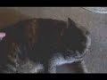 meowarchy ii: cats of havoc