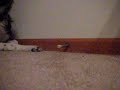 the horror of the doorstopper