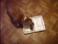 baby eating chinese rice