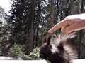 Eichhörnchenweg in Arosa, Squirrels feeding