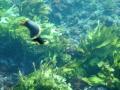 videos de freediving rottnest island