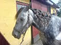 The Horse Tulle