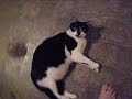 Being Mean to Gyzmo Icon