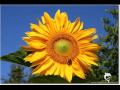 Girasole