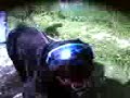 rottweiler vip !!! con occhiali da sole