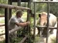 AAZK White Rhinos